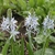 raceme of pale lavender blue flowers with green pistils.