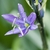 Single 6-petaled flower with narrow blue petals & green pistil