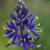 Camassia leichtlinii