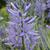 Camassia leichtlinii