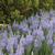 Camassia leichtlinii