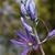 Camassia quamas