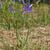 Camassia quamash