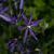 Camassia quamash