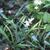 Camassia scilloides