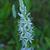 Camassia scilloides