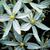 Camassia scilloides