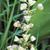 Camassia scilloides