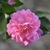 Flower - November- Warren Co., NC