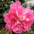 Flower - November- Warren Co., NC