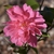 Flower - December - Warren Co., NC