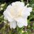 Camellia 'Snow Flurry'