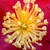 Close-up of ca. 30 stamens with anthers opening & stigmas.