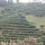 Camellia sinensis
