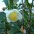Camellia sinensis