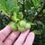 Camellia sinensis