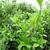 Camellia sinensis
