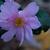 Camellia 'Winter's Charm'