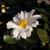 Camellia 'Winter's Hope'