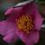 Camellia 'Winter's Star'