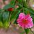 Camellia-x -reticulata