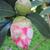 Camellia-x -reticulata