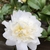 Flower - Nov. 11 - Warren Co., NC