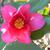 Camellia Oleifera