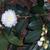 Camellia 'Snow flurry'
