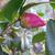 Camellia 'Winter's Charm'
