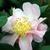 Camellia 'Winter's Star'