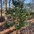 Camellia japonica 'Kramer's Supreme'