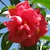 Camellia japonica 'Kramer's Supreme'