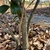 Camellia japonica 'Kramer's Supreme'