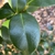 Camellia japonica 'Kramer's Supreme'