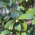 Camellia japonica 'Kramer's Supreme'