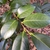 camellia japonica 'Lade Clare'
