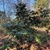 camellia japonica 'Lade Clare'