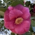 camellia japonica 'Lade Clare'
