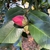 camellia japonica 'Lade Clare'