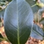 camellia japonica 'Lade Clare'
