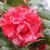 Camellia japonica Magic City skdavidson nhc master gardener flow