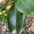 Camellia japonica 'White By The Gate'