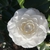 Camellia japonica 'White By The Gate'