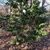 Camellia japonica 'White By The Gate'