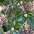 Camellia japonica 'White By The Gate'