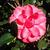 Camellia japonica