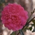 Flower - Warren Co., NC