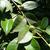Camellia oleifera