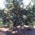 Camellia oleifera